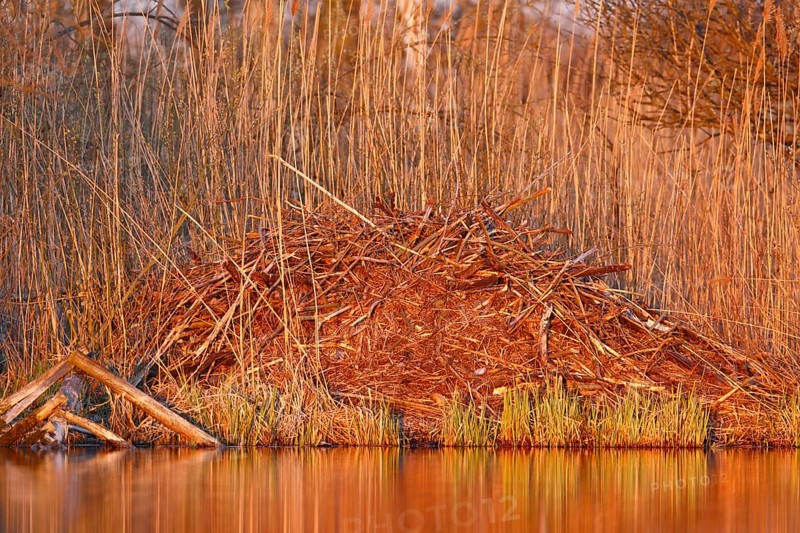 Beaver