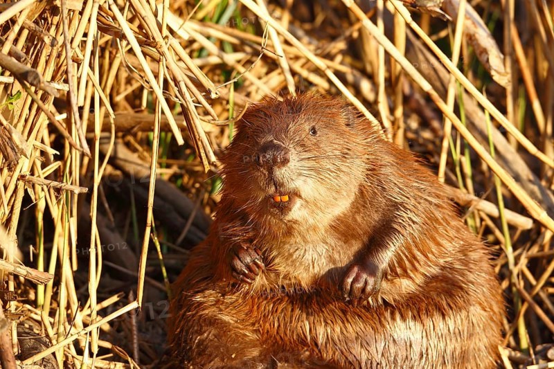 Beaver
