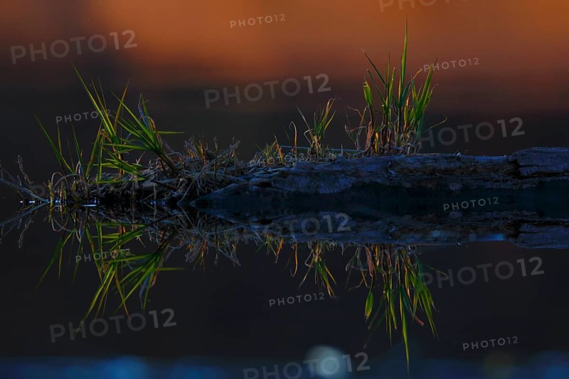 Deadwood with pioneer vegetation in backlight