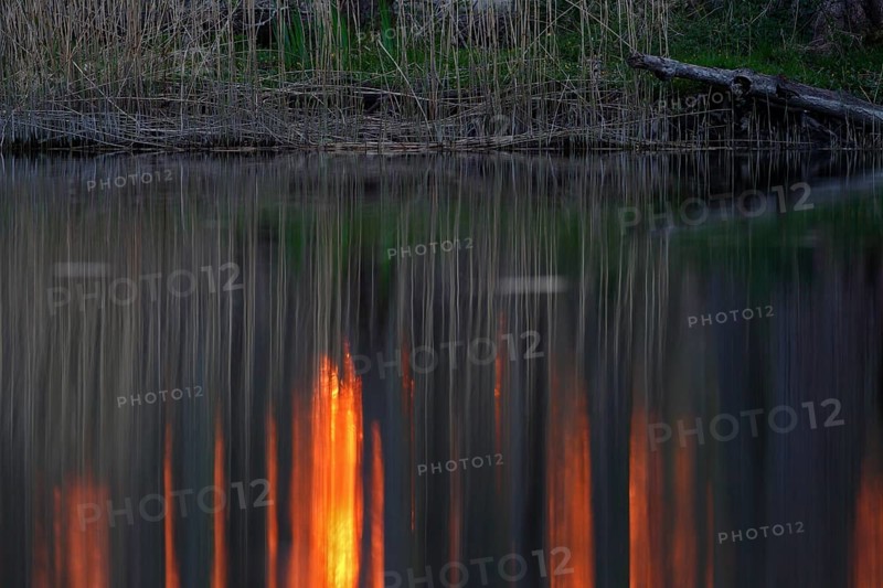 Sunset in the Alder Marsh Forest