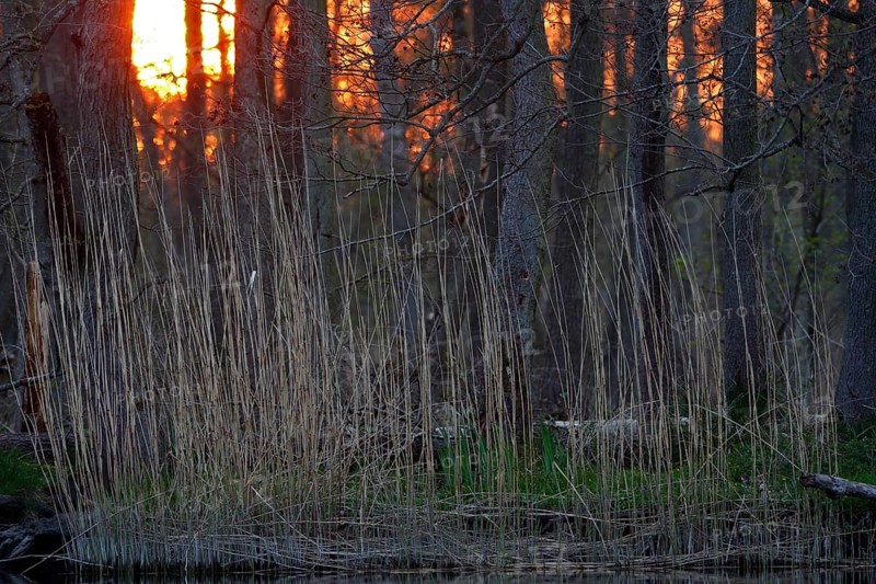 Sunset in the Alder Marsh Forest