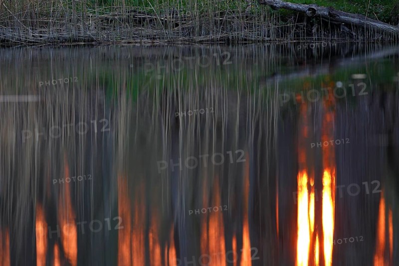 Sunset in the Alder Marsh Forest