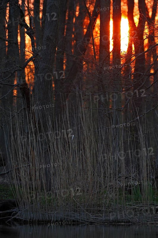 Sunset in the Alder Marsh Forest