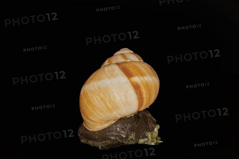 A striped Roman snail