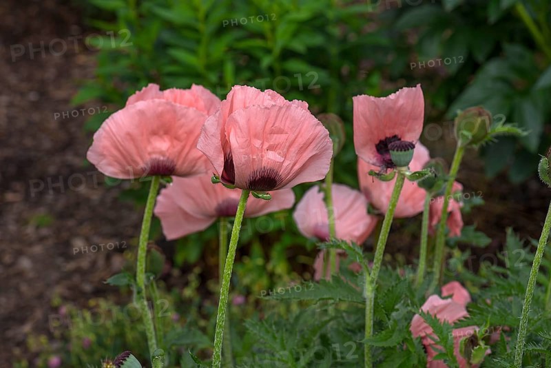 Flowers of the garden poppy
