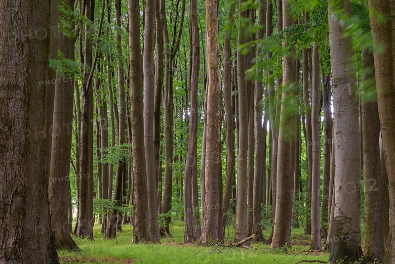 Beech