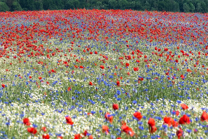Field with flowering poppy flowers