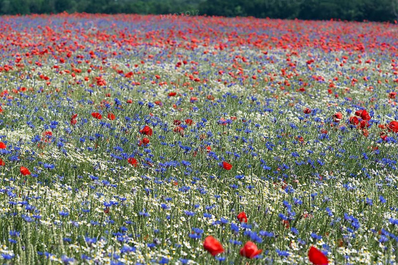 Field with flowering poppy flowers
