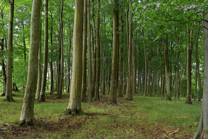 Beech