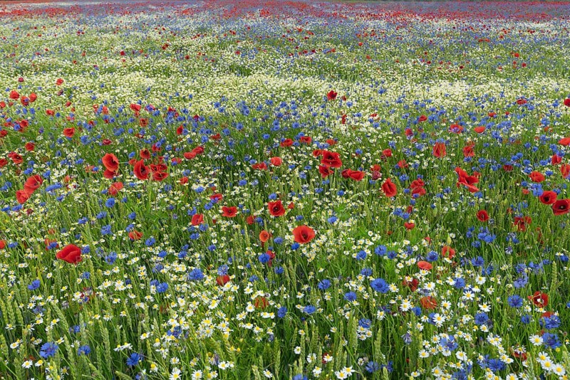 Field with flowering poppy flowers