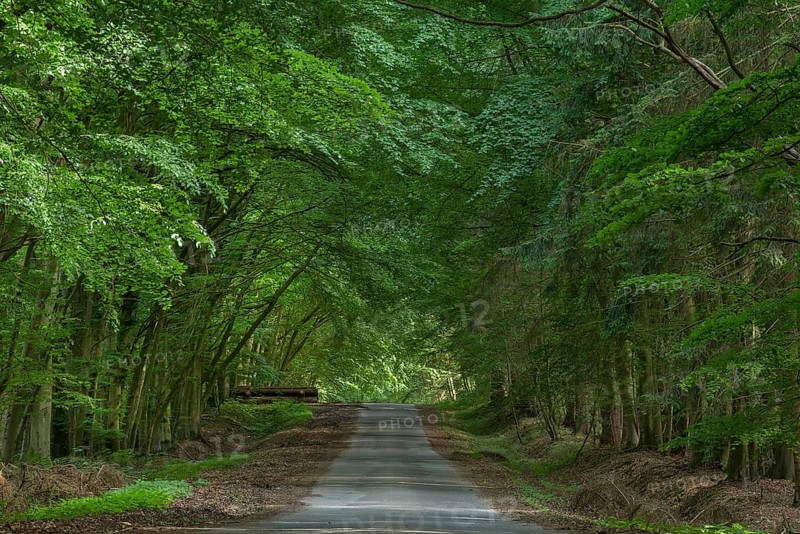 Beech forest on a forest road