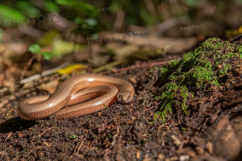 Slow worm