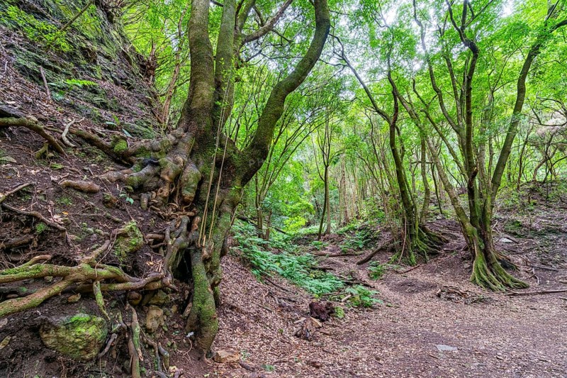 Laurel Forest Los Tilos