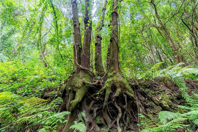 Laurel Forest Los Tilos