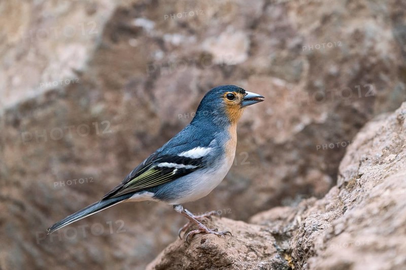 Endemic La Palma Chaffinch