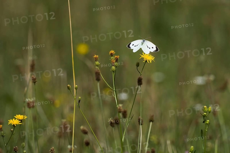 Cabbage butterfly