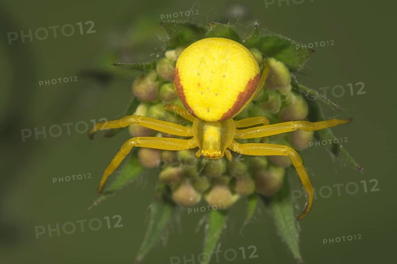 Variable crab spider