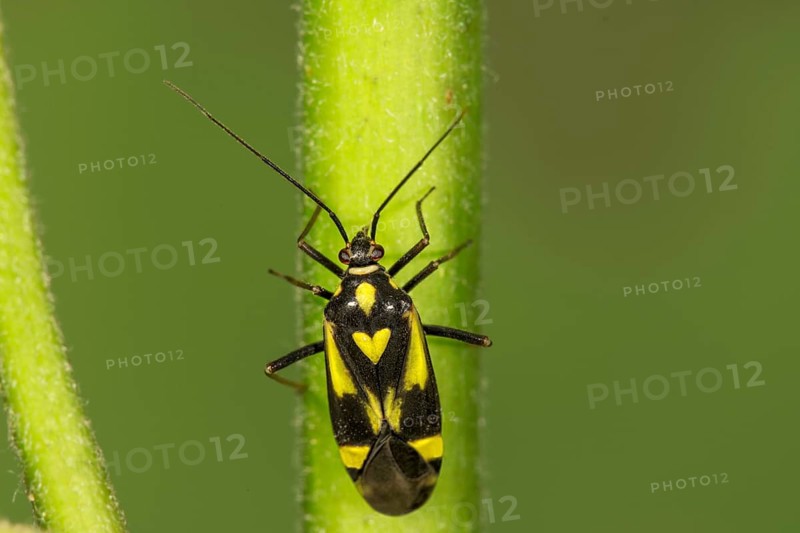 Soft bug