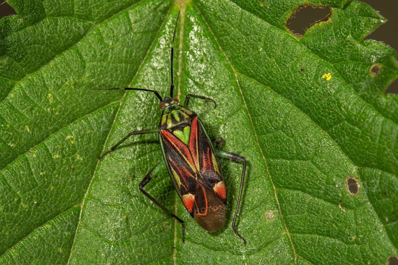 Soft bug