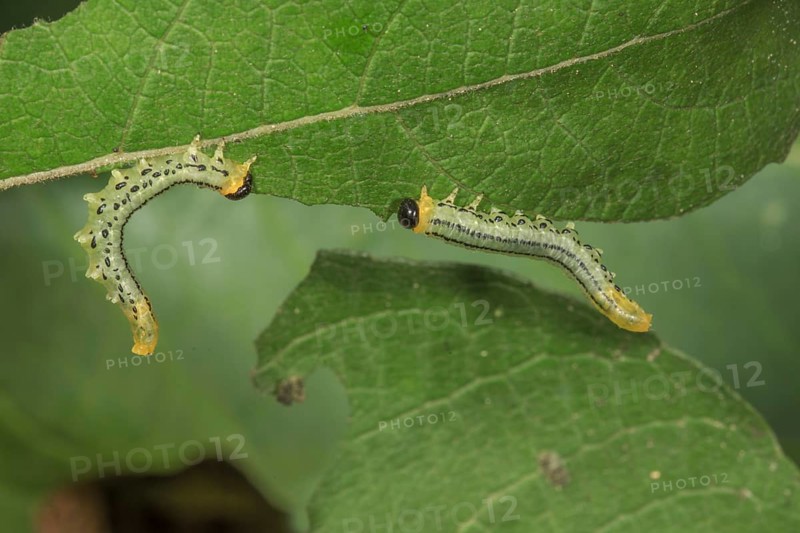 Leaf wasp larvae