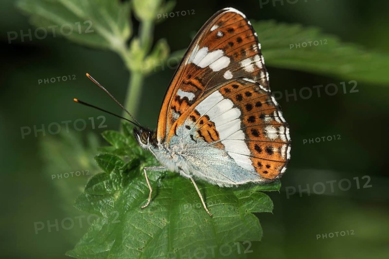 White admiral