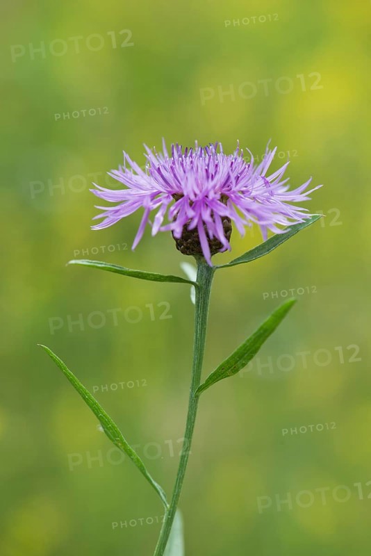 Meadow knapweed