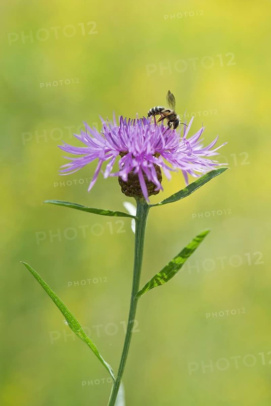 Meadow knapweed