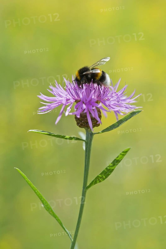Brown knapweed