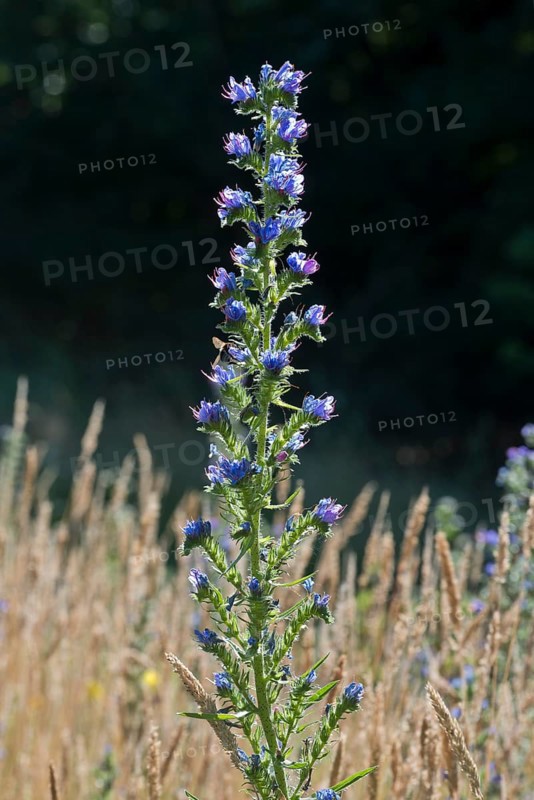 Viper's bugloss