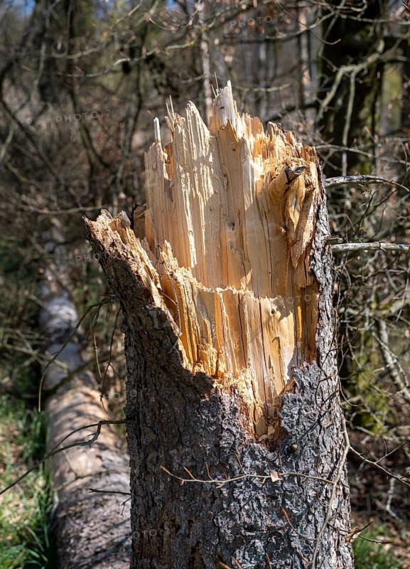 Fallen trees in Kellerwald-Edersee National Park