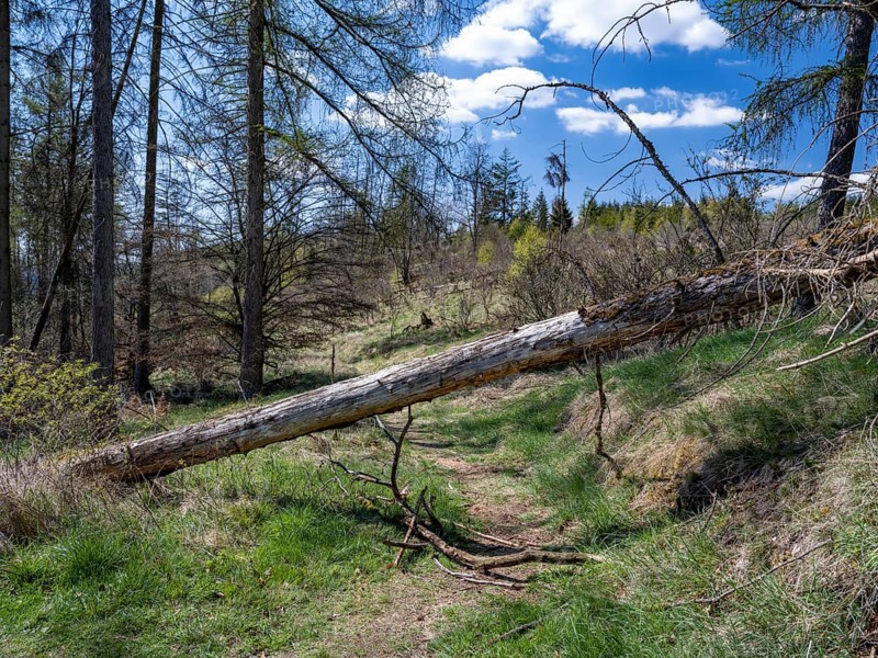 Fallen trees in Kellerwald-Edersee National Park