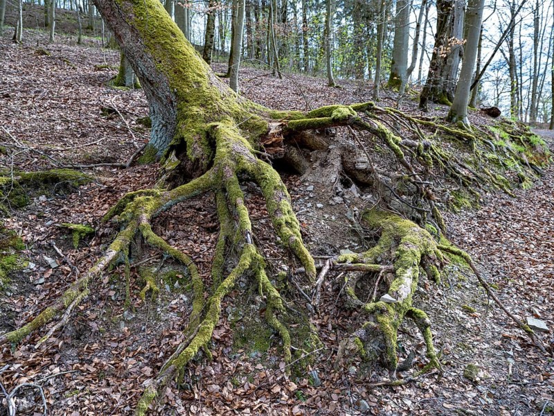 Tree roots in the Kellerwald-Edersee National Park