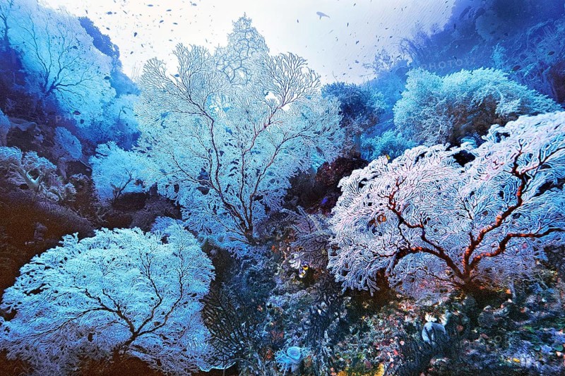 Gorgonians