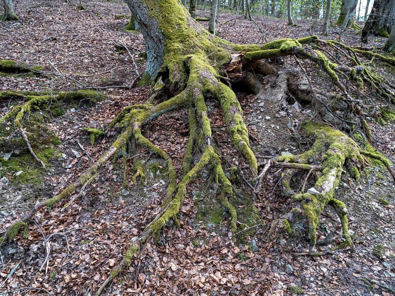 Tree roots in the Kellerwald-Edersee National Park