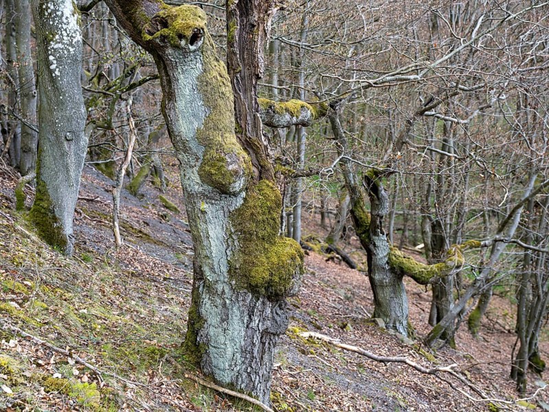 Gnarled trees in the Kellerwald-Edersee National Park