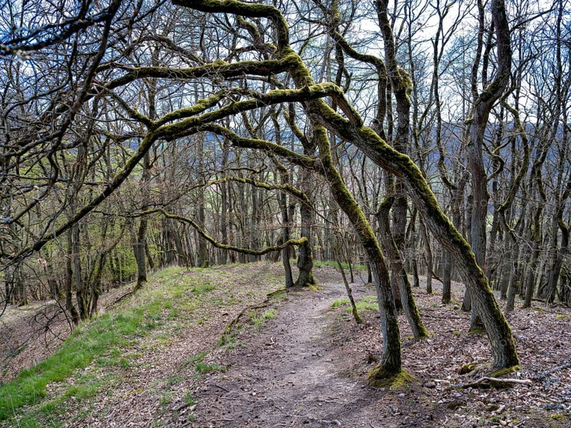 Gnarled trees along a hiking trail in the Kellerwald-Edersee National Park