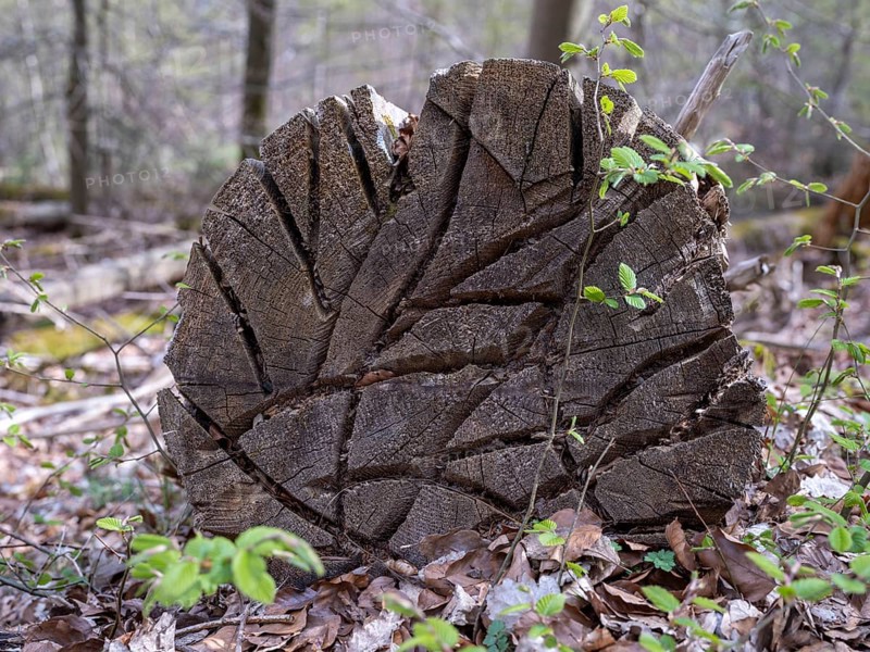 Cut surface with grooves from a felled tree in the Kellerwald-Edersee National Park