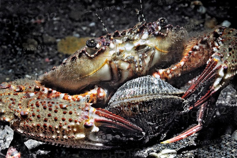 Crab eating mussel