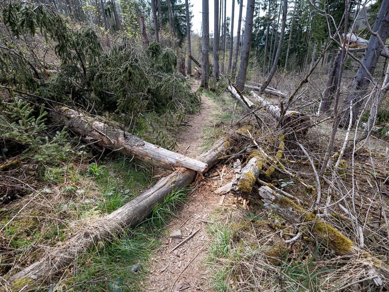 Fallen trees in Kellerwald-Edersee National Park
