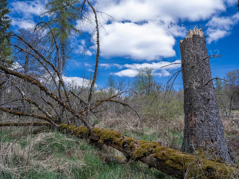 Fallen trees in Kellerwald-Edersee National Park