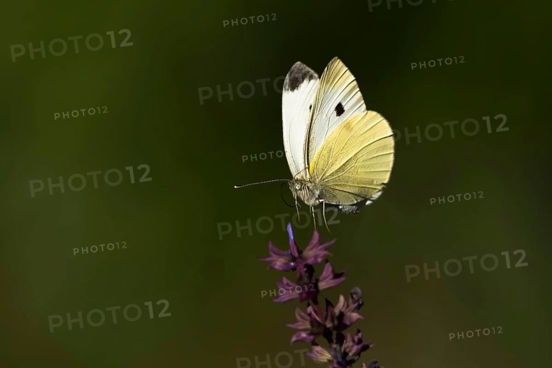 Cabbage butterfly
