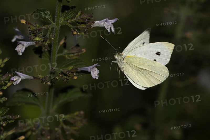 Cabbage butterfly