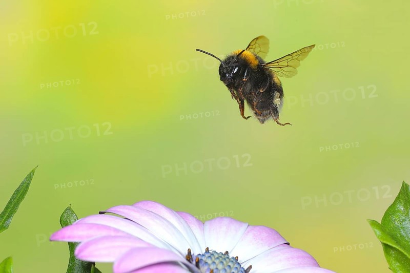 Dark earth bumblebee