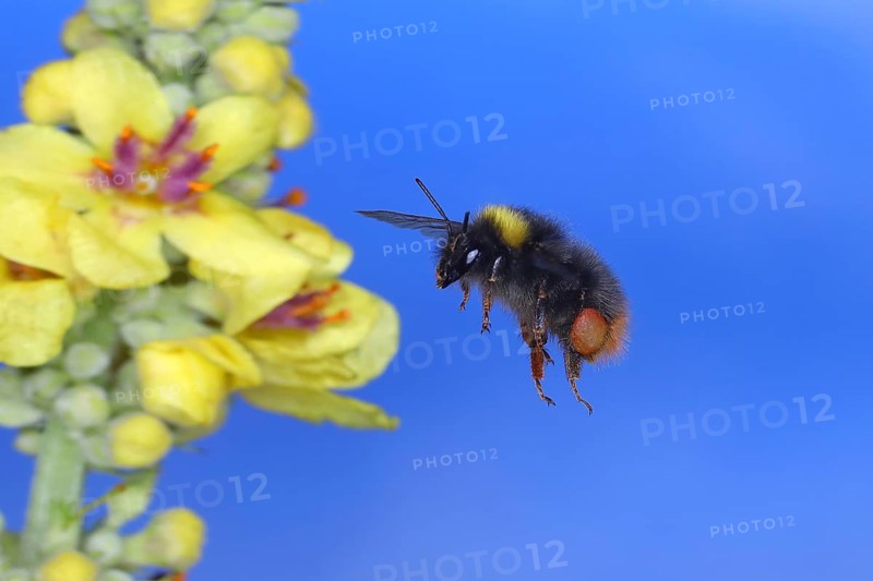 Meadow Bumblebee