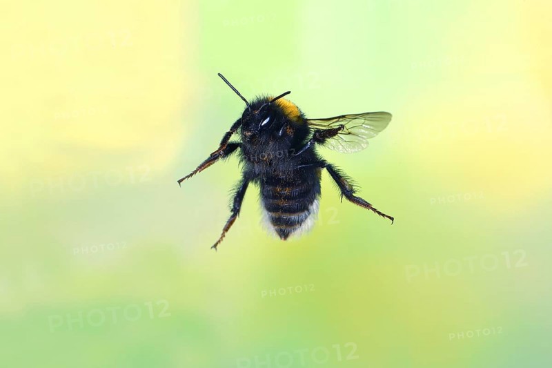 Dark earth bumblebee