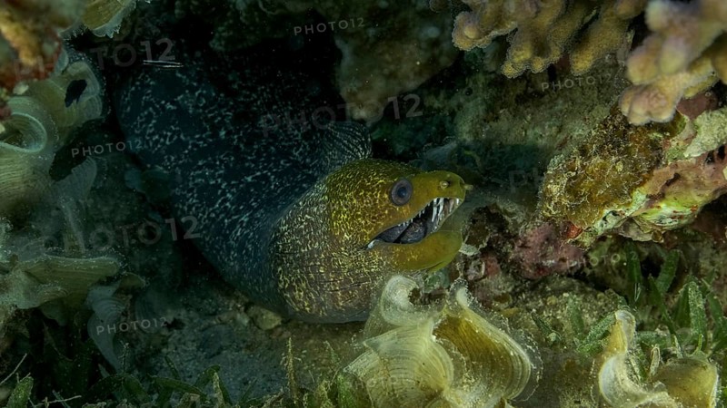 Yellow Edged Moray Eel