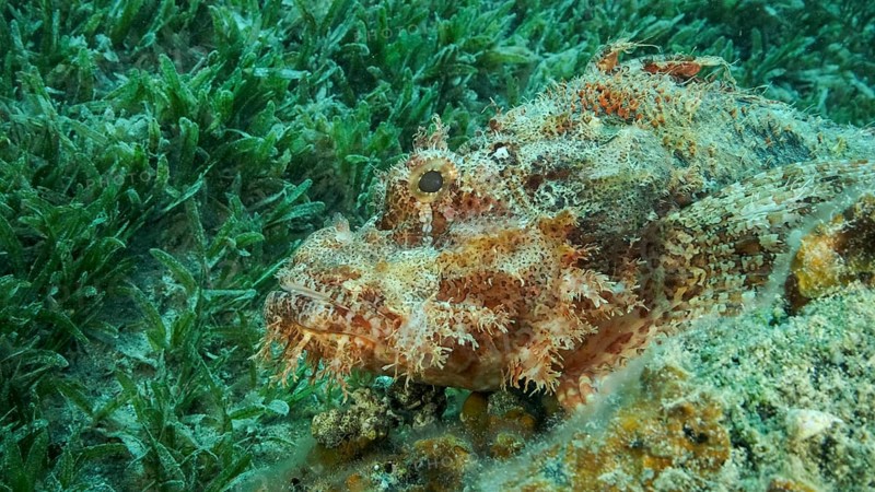 Scorpion fish lie on the reef. Bearded Scorpionfish