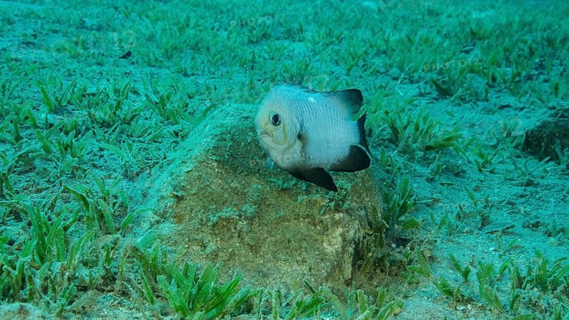 Damsel Damsel guards the eggs on the stone. Breeding period. Domino Damsel