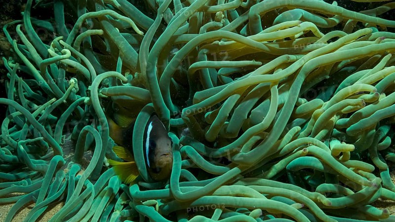 Close-up of Clownfish in fluorescent anemone. Red Sea Anemonefish