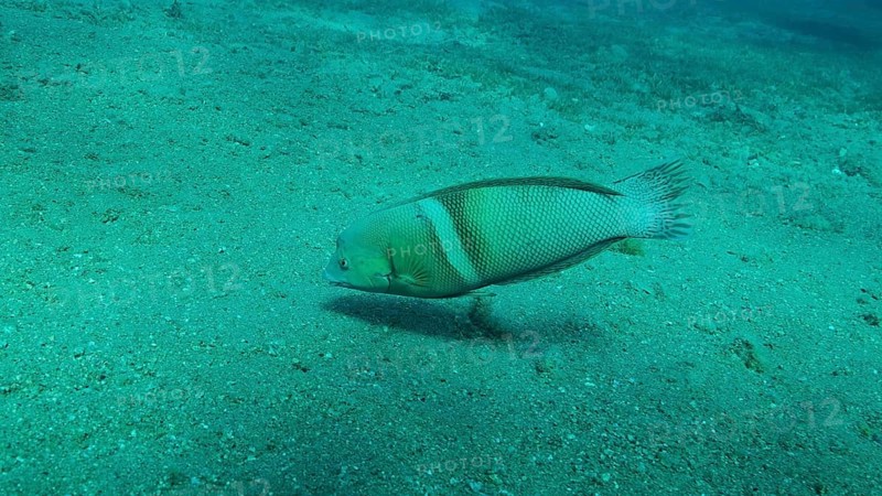 Cigar Wrasse